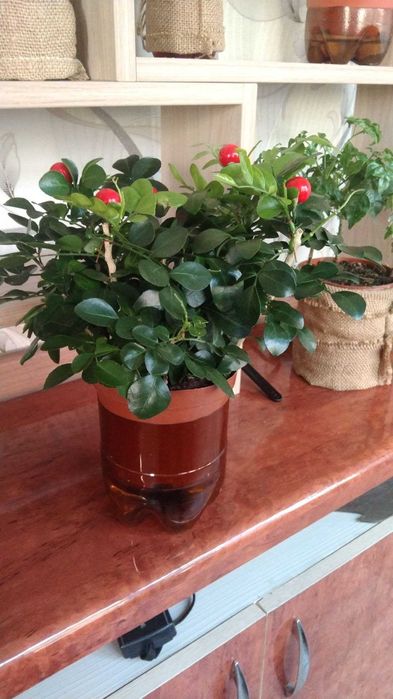 Мурайя- взрослое растение