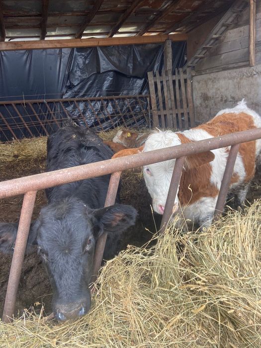 Vand vitele productie proprie din ferma de Elita  Ciurea