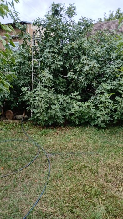 Pui de smochin negru