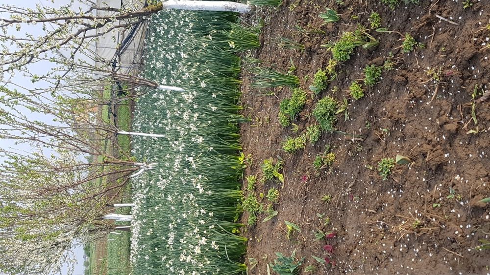 Bulbi narcise albe(stelute)