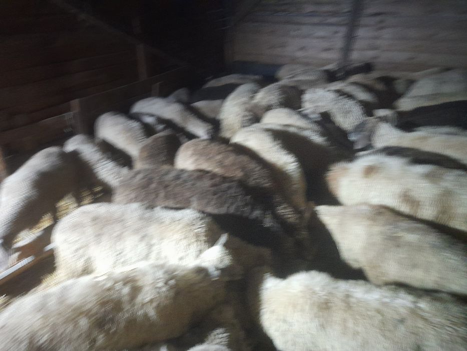 Vind miei de Sf sarbatori de Paste production 2025 rasa de carne