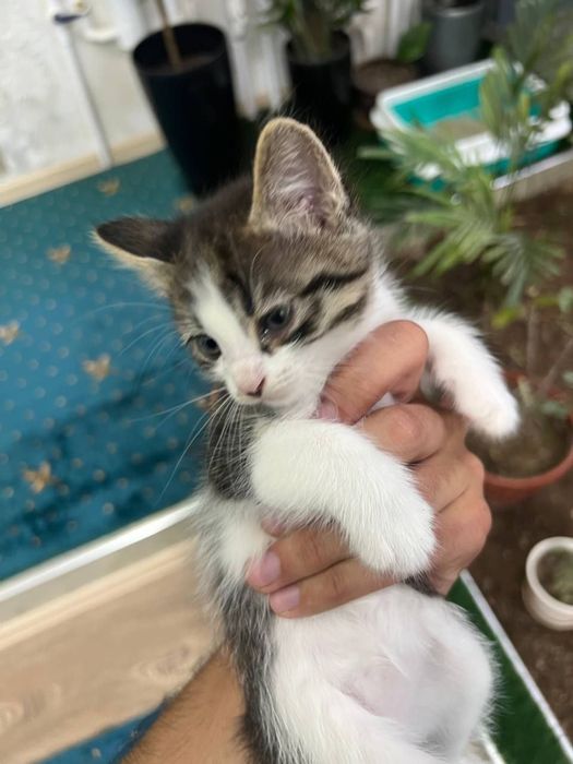 котята в добрые ручки