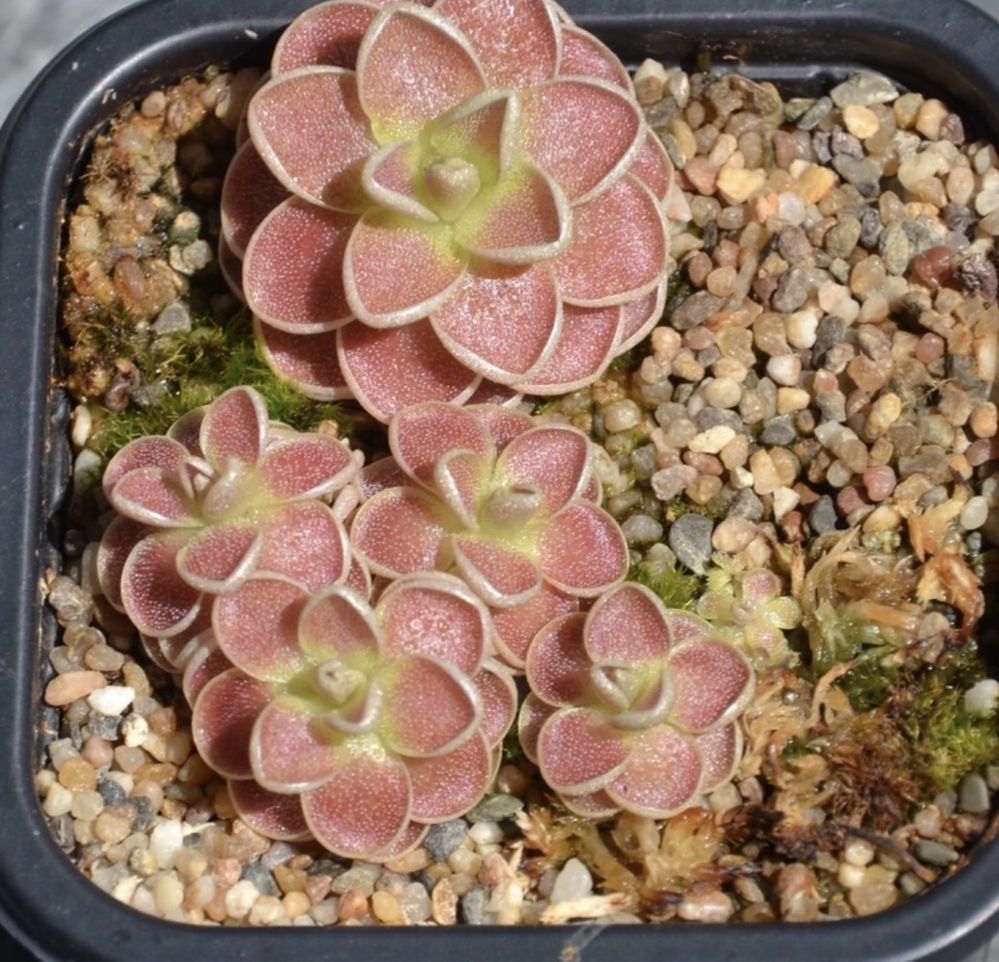 Plante Carnivore Exotice Pinguicula