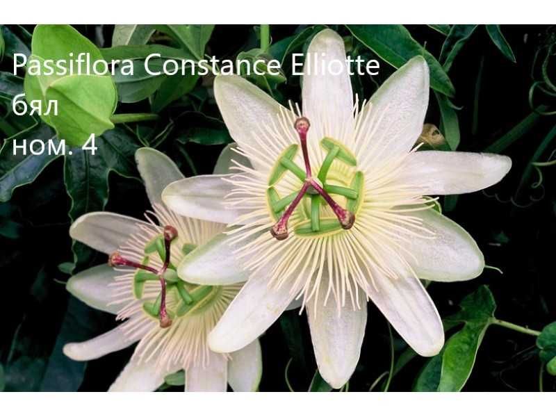 Пасифлора - Passiflora
