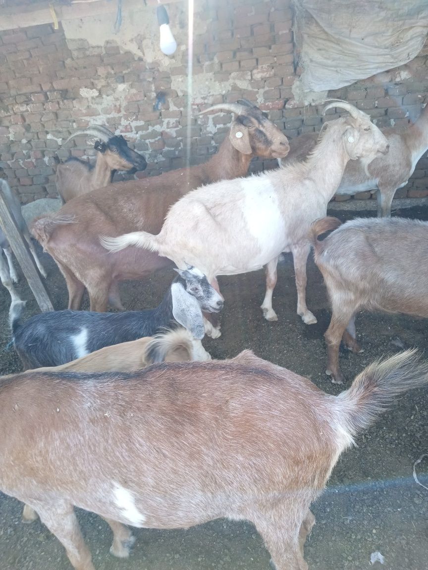 Capre de vânzare 33 buc 800 leii buc