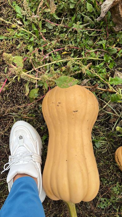 Vând Dovleac Plăcintar Matilda F1 !!