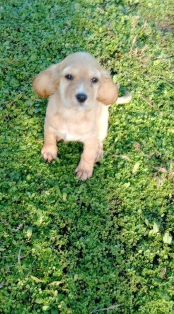 Кокер шпаньол - кученца