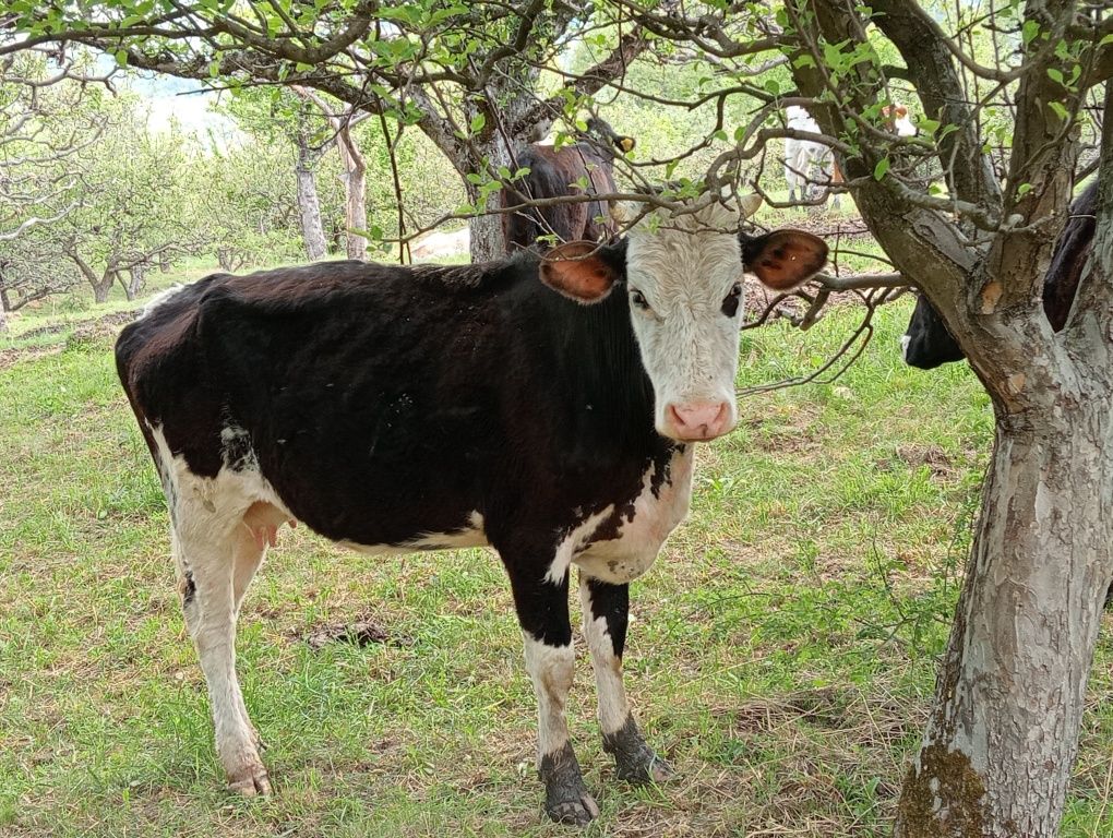 Vaci de vânzare de lapte și de carne