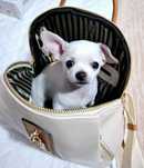 Chihuahua Mini Toy mascul 5 luni vaccinat carnet sănătate