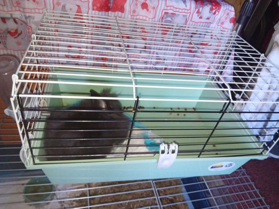 Iepuras pitic cap de leu