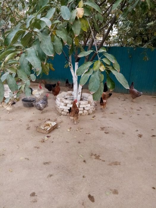 Тауықтар, тауықтар