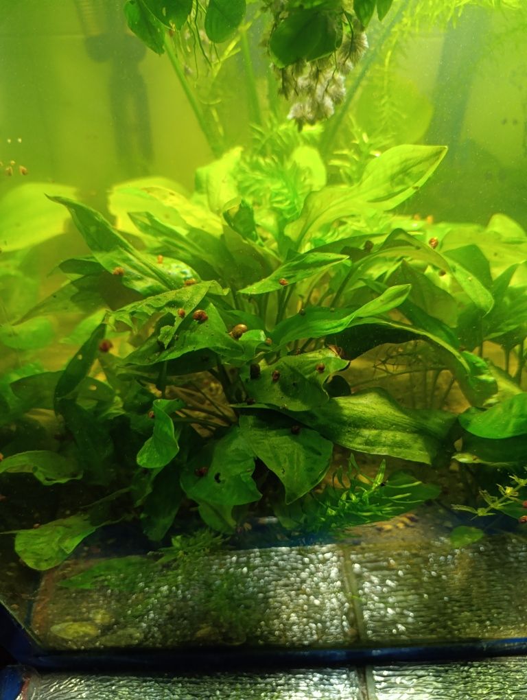 Anubias - Araceae