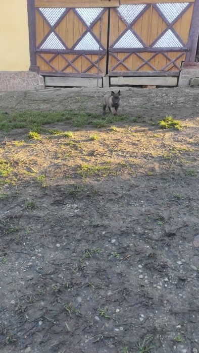 Donez pui Ciobanesc belgian malinois