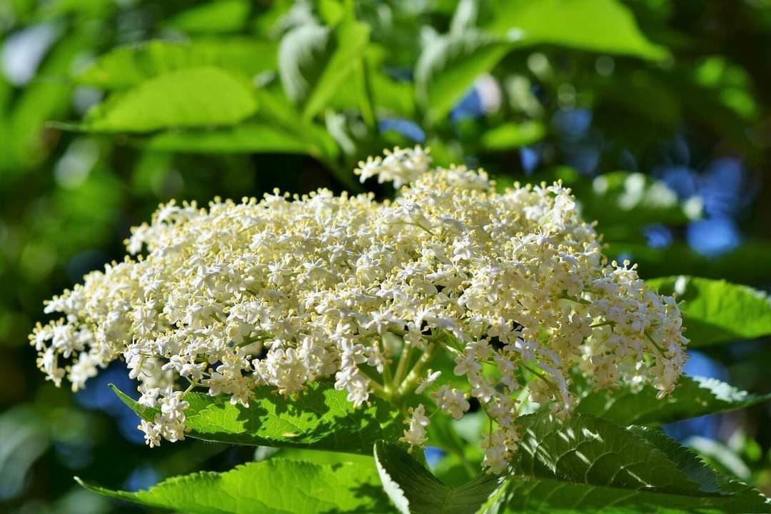 Сироп от бял бъз/Свирчов цвят/