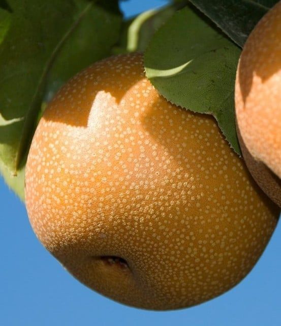Pomi fructiferi deosebiți [rari ] soiuri de mar