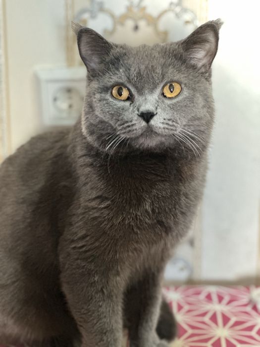 Zotli mushuk, ogʻil bola mushuk britanksiy skotsh strayt