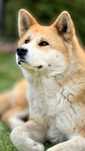 Donez Câine Akita Inu