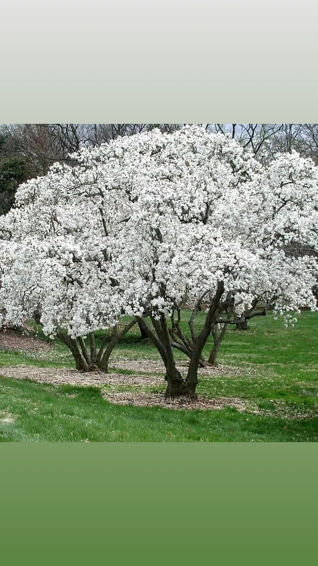 Magnolie 150-180 cm