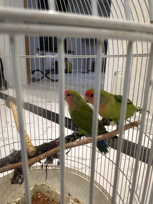 Попугаи неразлучки