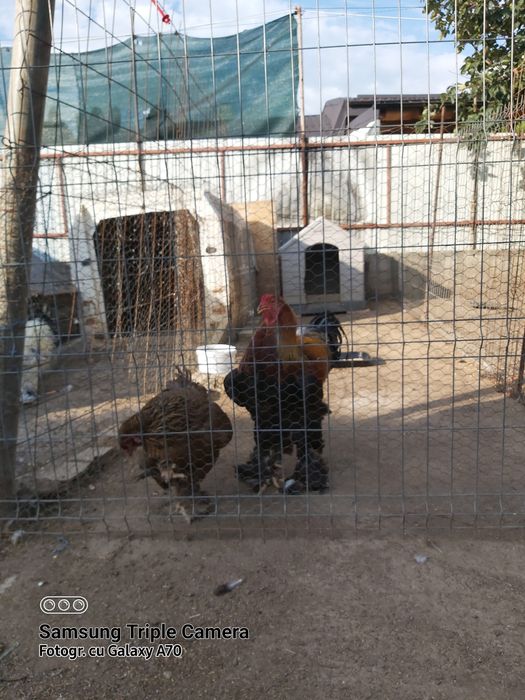 Găini Brahma potarnichiu