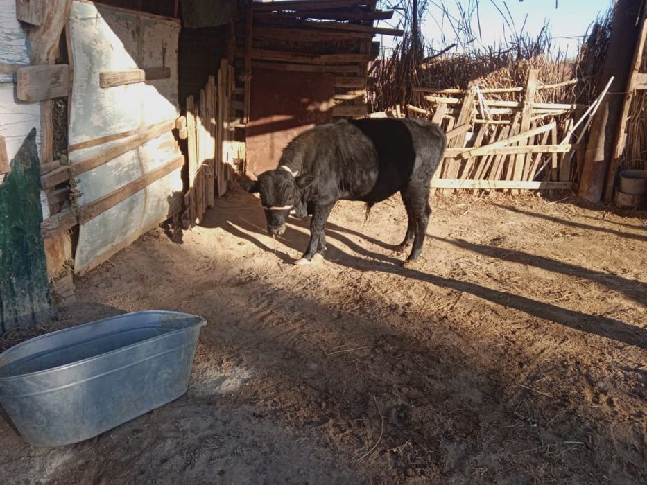 Етті бұқа сатылады – тездетіңіз!