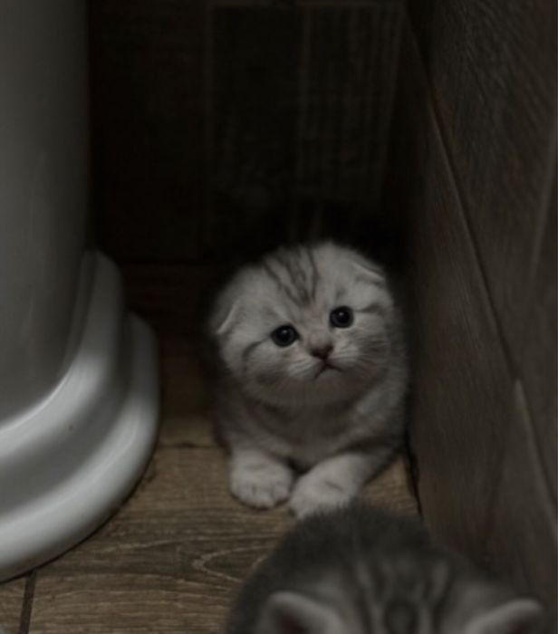 Продаем котенка мальчик