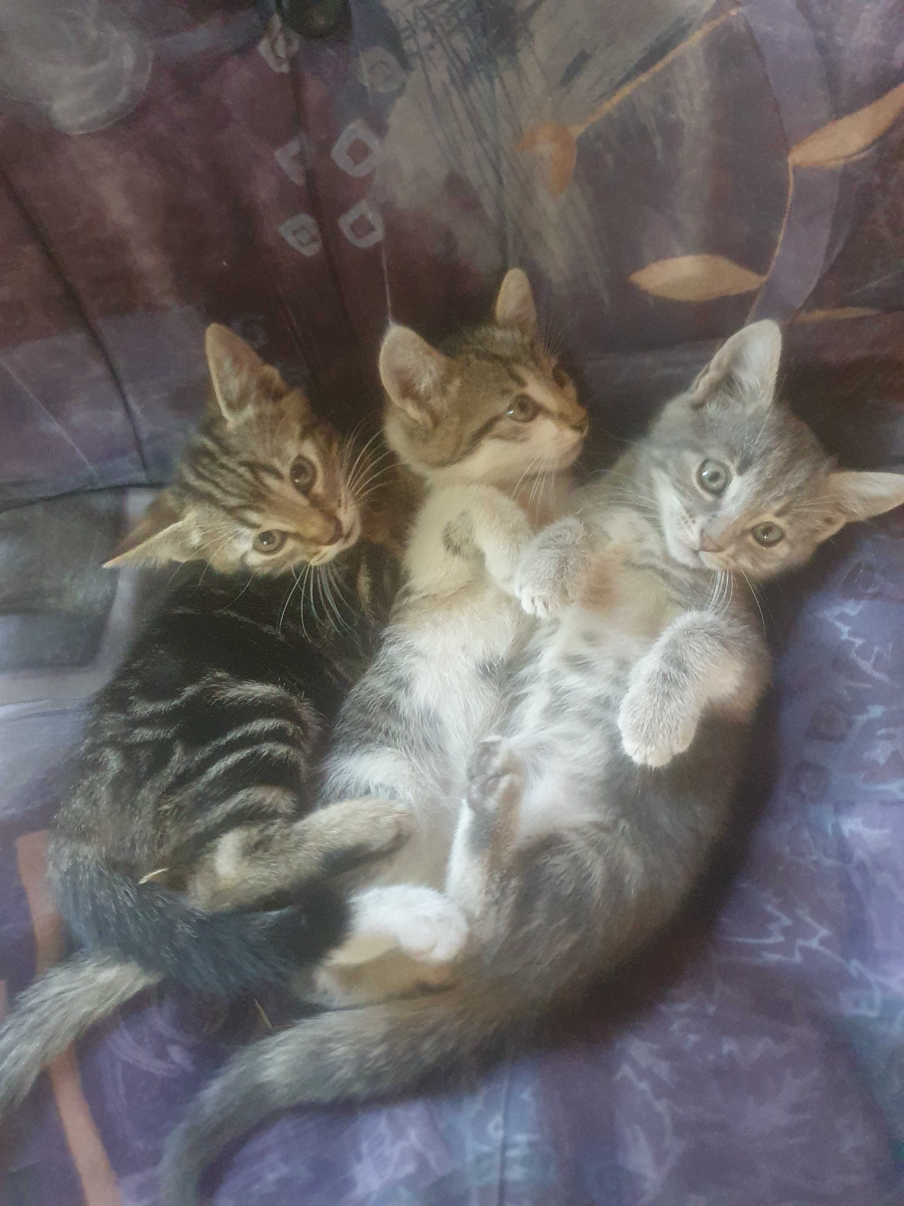Подарявам котета