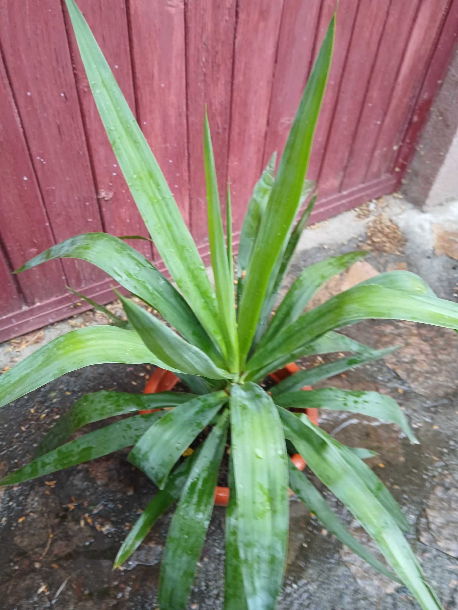 Vând flori de glossynia,yuca,lacrima Maicii Domnului