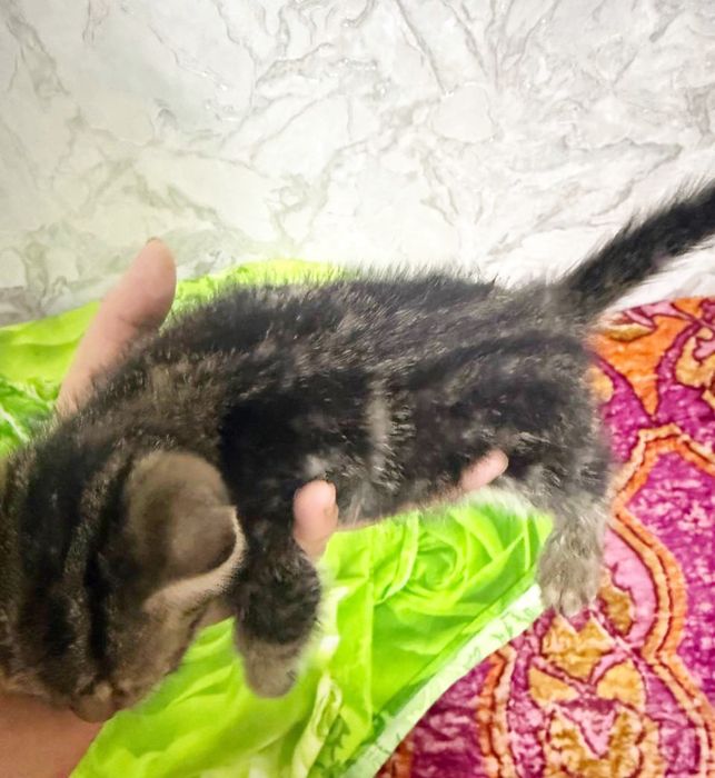 Котенок бесплатно