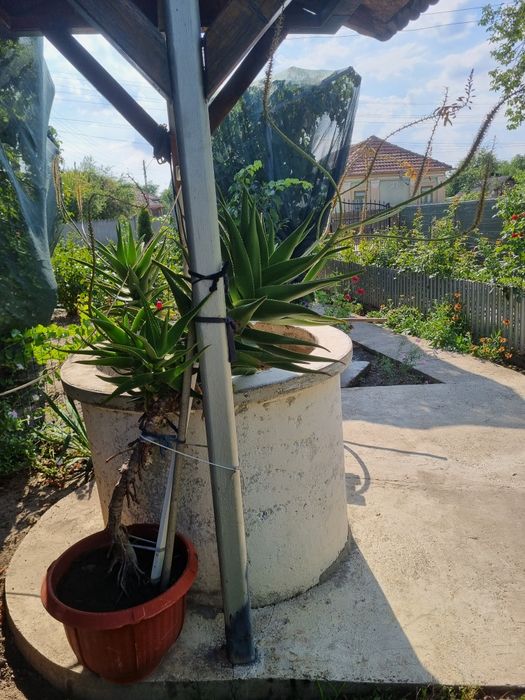 Aloe Vera de vanzare