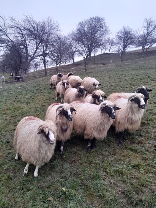 Vind oi breza tinere