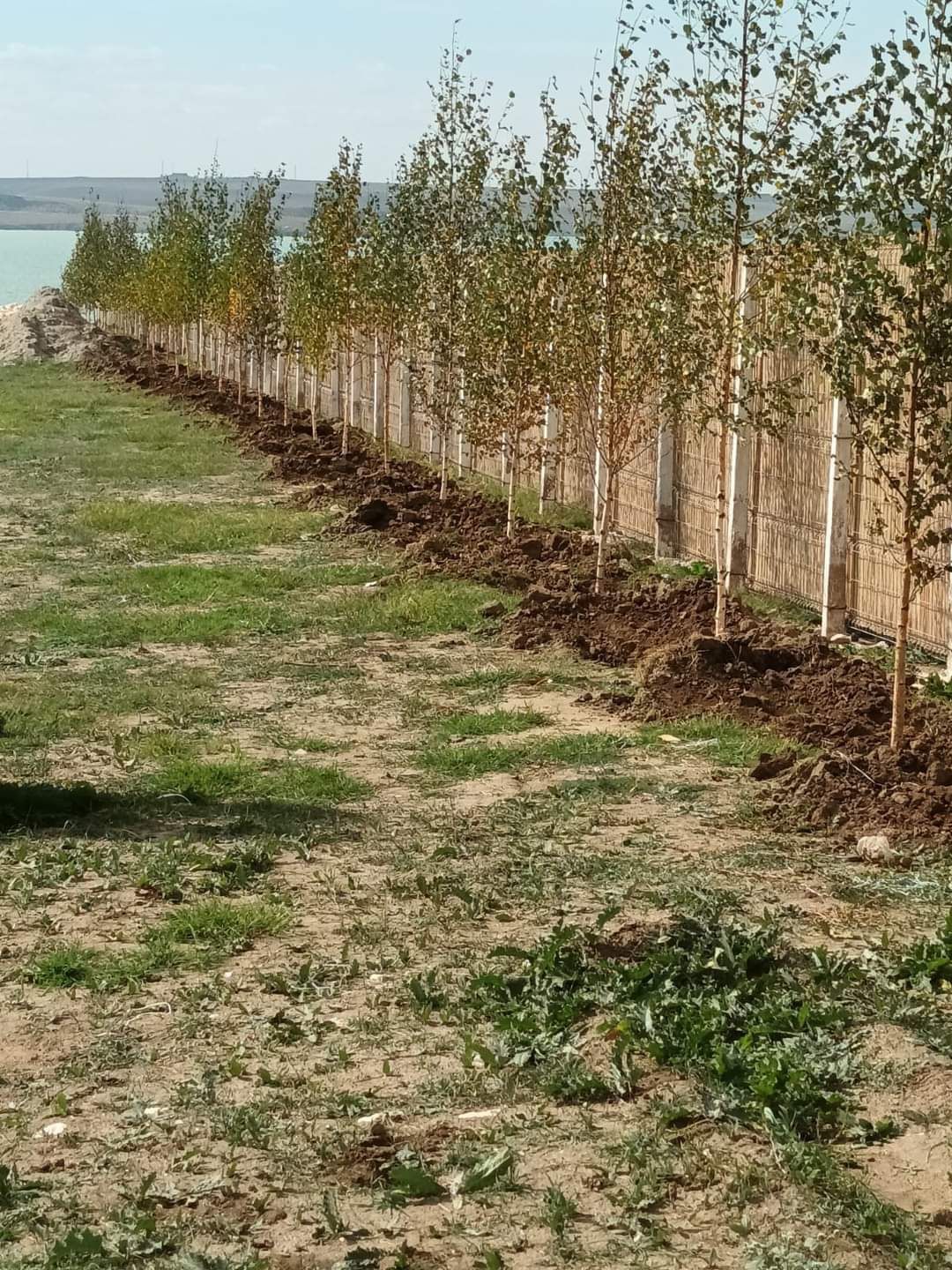 Mesteacăn cu coja alba tei mirositor platani