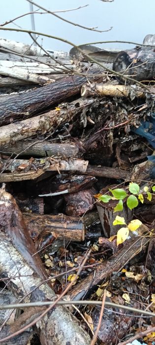 Vând urgent. Lemne .