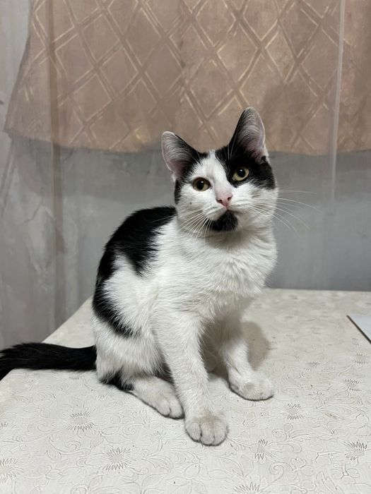 Отдам кошечку в добрые руки