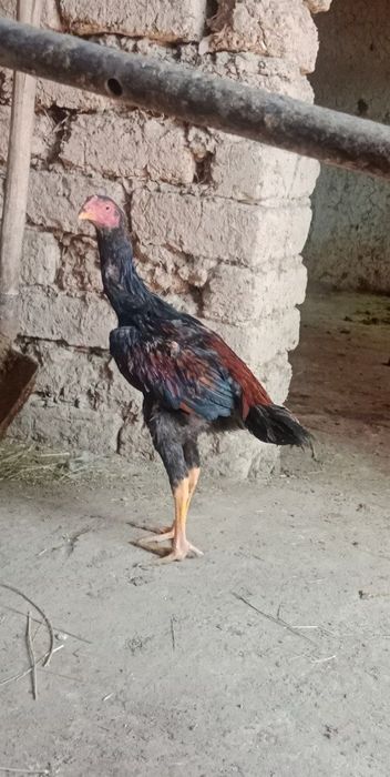 Bobo jojalar sotiladi