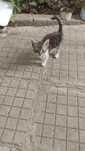 Подарява се малко котенце