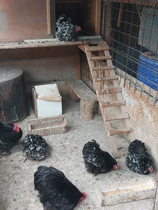 Vand o pereche cochinchina pitic