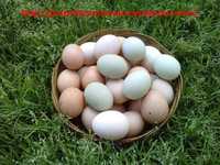 Ouă de Găină de Țară Bio