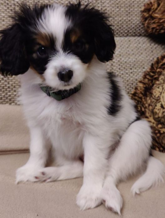 Bichon  havanez fetiță  400 lei