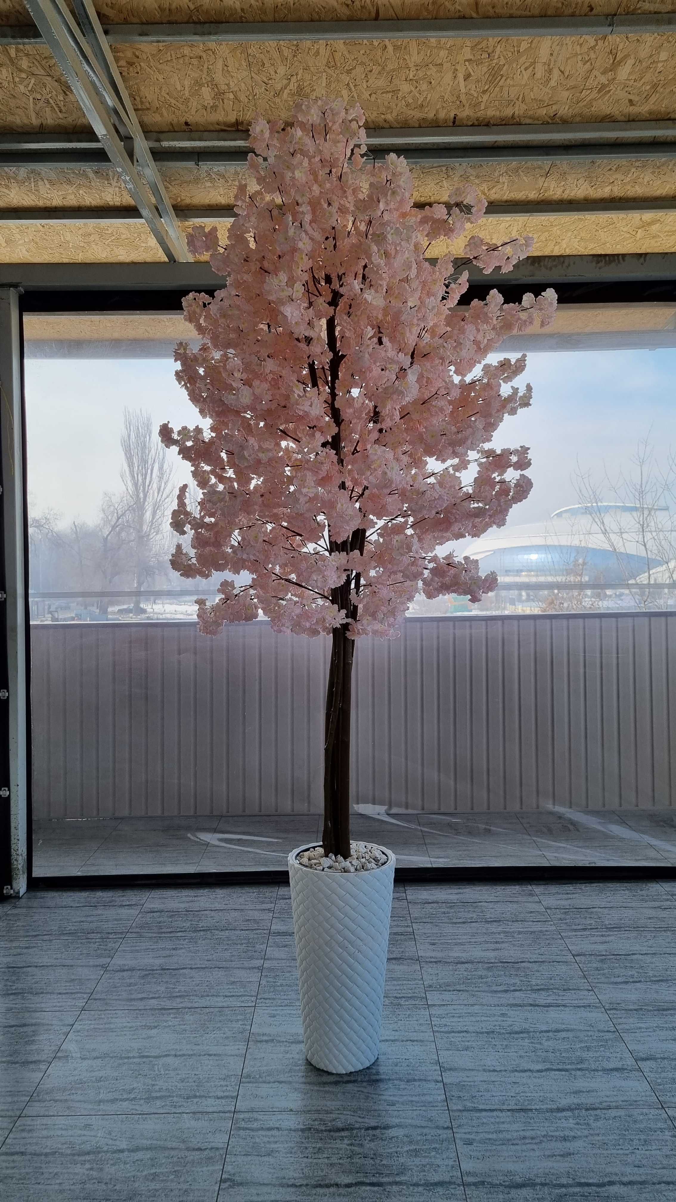 Сакура цветущее дерево на заказ