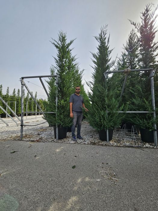 Leylandy 5m calitate extra