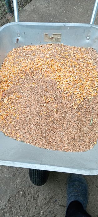 Crescător prepelite cu atestat producător