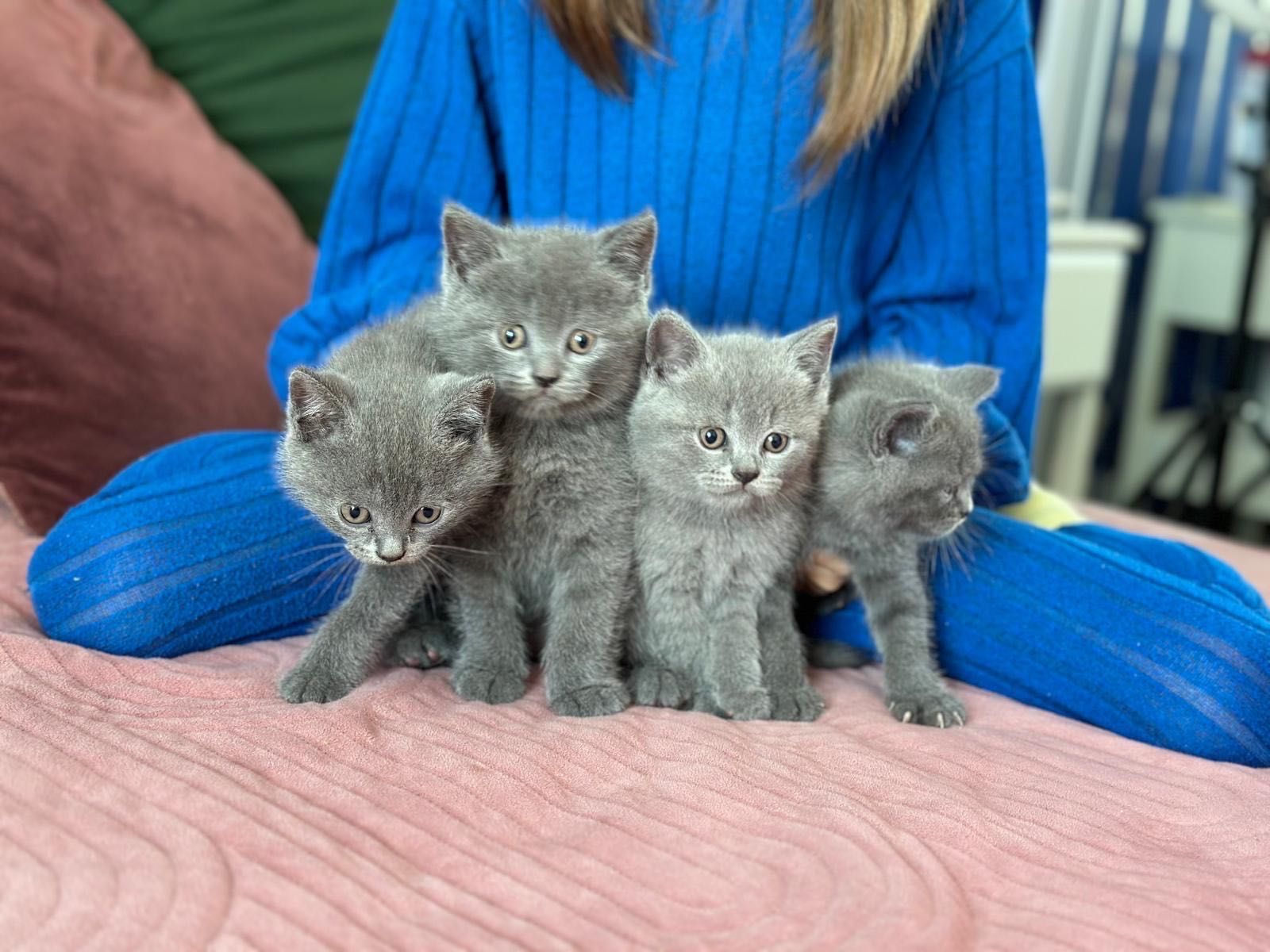 British shorthair Blue (poze reale)