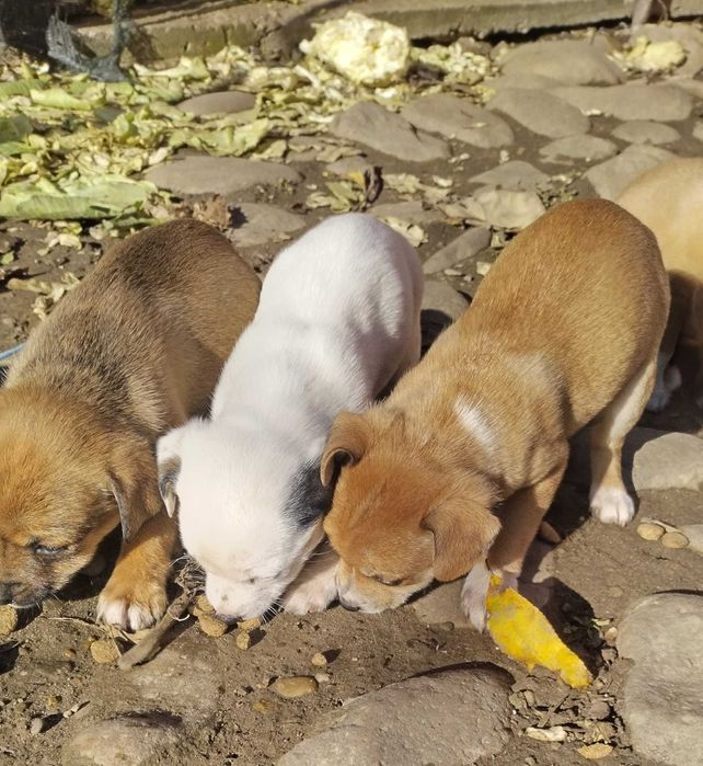 Dau spre adoptie catei talie mica