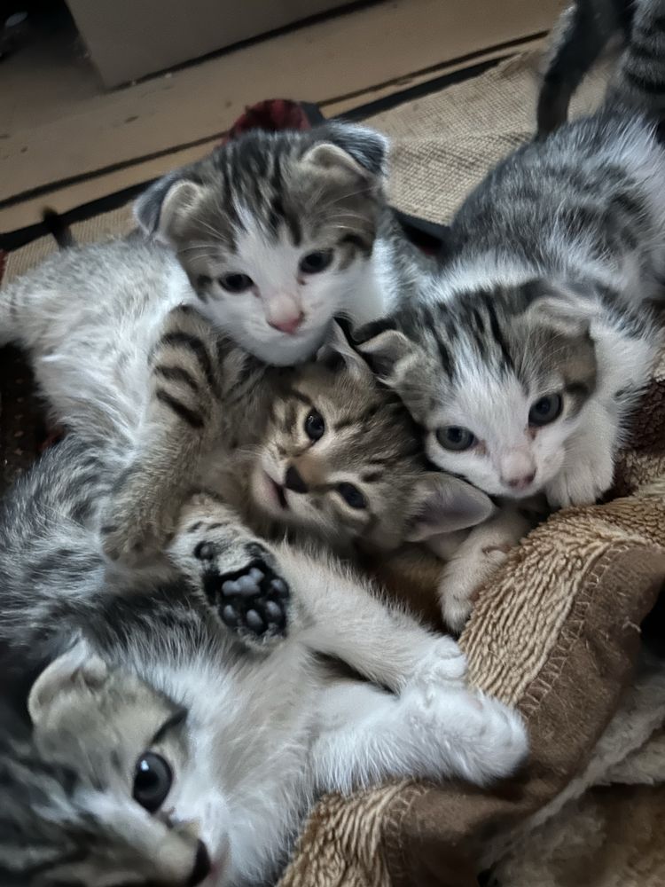 Продается Котята вислоушки в хорошие руки