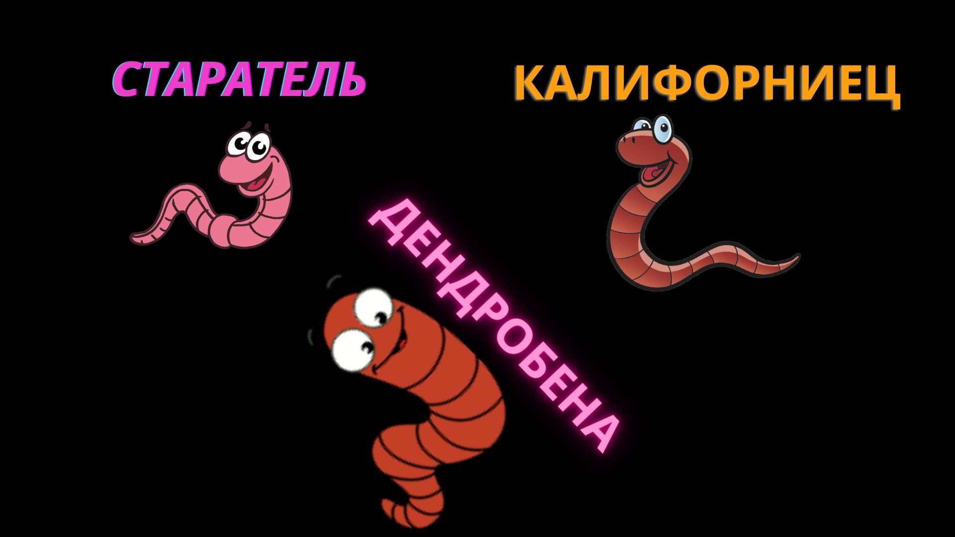 Дендрабена для разведения