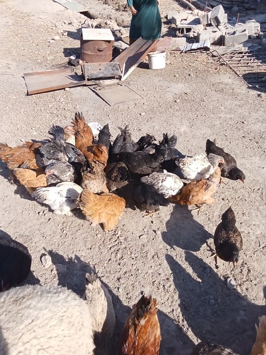 Продам домашних курей