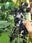 Vând struguri vin