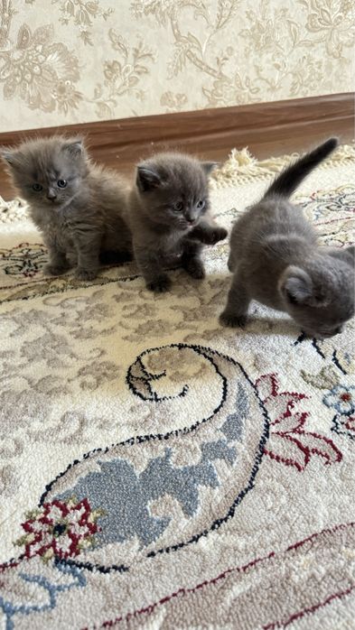 Британские котята