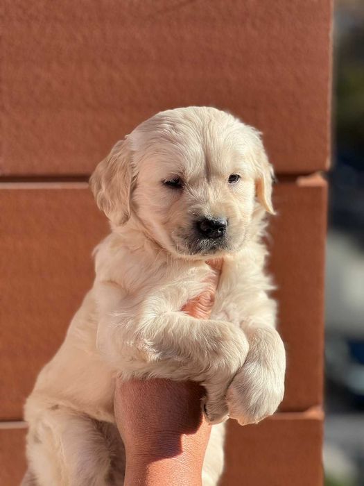 Голдън ретривър момче